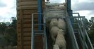 New and agisted sheep bring resistant worms home