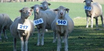 Figure 1. Ewes lose immunity to worms at and after lambing. Source: Deb Maxwell.