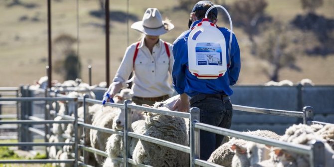 To maximise sheep productivity and profitability, an effective parasite management program is crucial