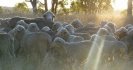 Weaners and the First Summer Drench in winter rainfall areas