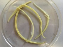 Figure 6. Parascaris equorum  (Horse roundworm)