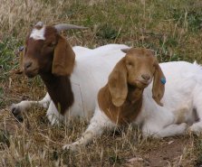 Boer goats. Source: Berwyn Young.