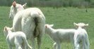 Just how resilient are prime lambs to worm infection?