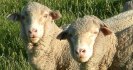 National Sheep Health Monitoring Project