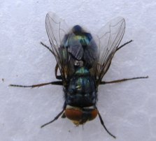 The screw worm fly. Not so different from Australian blow flies.