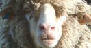 The Australian Sheep Parasite Survey