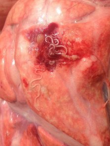 Figure 1. Lungworms. Source: Kristy Stone, District Vet, LLS Gundagai NSW