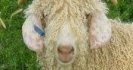 WormBoss is now Australia's goat worm control resource