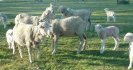Lamb marking - are you using best practice?