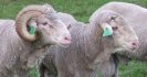 The path to low worm-risk paddocks with worm resistant sheep