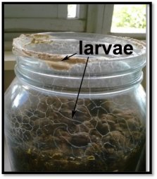Figure 1. H. contortus infective L3 larvae emerging up the side of the glass jar. Source: Veterinary Health Research.
