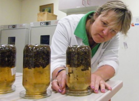 Sara Bowers, GYST, preparing a larval culture.
