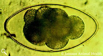 Nematodirus egg. Source: Janssen Animal Health