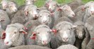 Sheep and wool prices are up, but has your worm control improved?