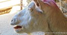 WormTests for goats - collecting and sending samples to a testing laboratory in your region