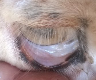 Anemia, shown by pale pink conjunctiva, is similar in both Haemonchosis and Eperythrozoonosis.