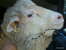 Bottle jaw in a sheep with a severe barber's pole worm infection.