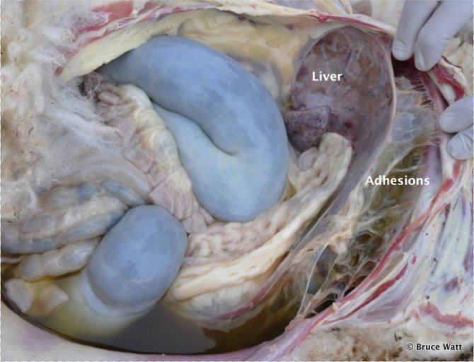 Figure 1. Sheep with severe fluke infestation including damaged liver which has adhered to the diaphragm.