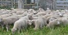 Producer-funded livestock parasite research in Australia