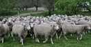Sheep measles cause condemnations