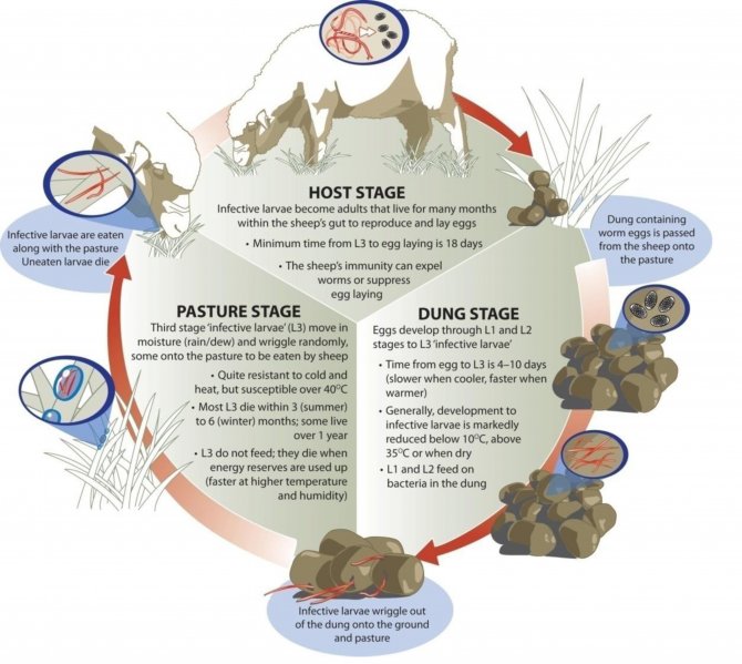 Image: The roundworm life cycle (Source: Sheep CRC) 