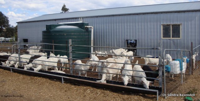 Figure 1. Fence line feeders for dairy goats in a zero-grazing production system. Source: Dr Sandra Baxendell.