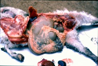 Figure 1. Dark abdominal contents from ruptured blood cells in copper poisoning. Source: Dr Sandra Baxendell.