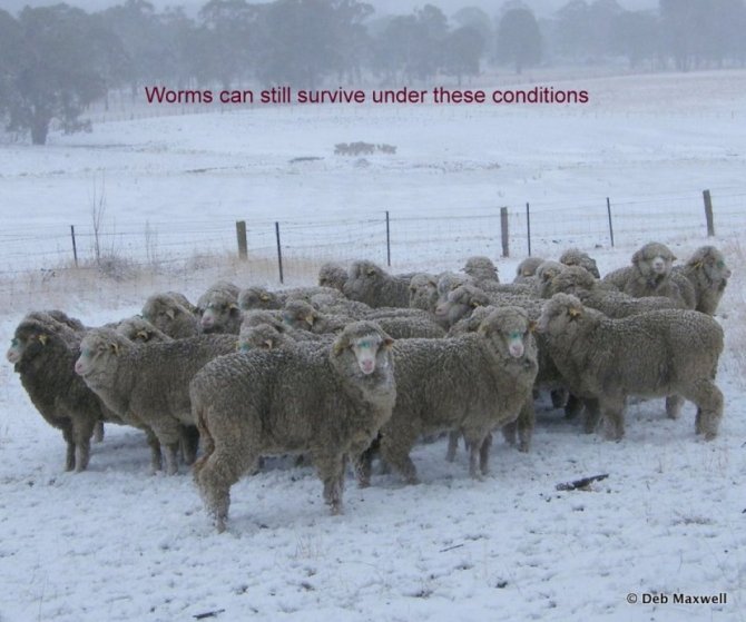 Many worm larvae will survive these conditions as they are protected by the pasture or topsoil. Source: Deb Maxwell.