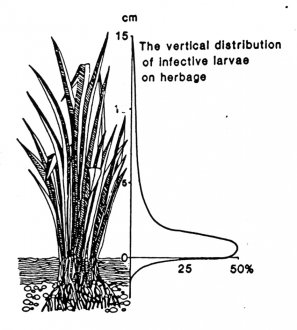 Figure 3. Vertical and horizontal movement of infective larvae on vegetation. Source Vlassoff 1982.