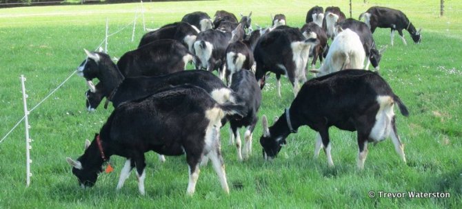 Figure 1. Grazing management can significantly reduce the level of worm larvae on pastures. Source: Trevor Waterston and Shelly Gatt, Valley View & Bichance Dairy Goat Studs.