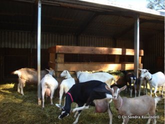 Figure 2. Well-designed hay feeder in a dairy goat stud. Source: Dr Sandra Baxendell.