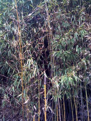Figure 7. Bamboo used to feed goats. Source: Dr Sandra Baxendell.
