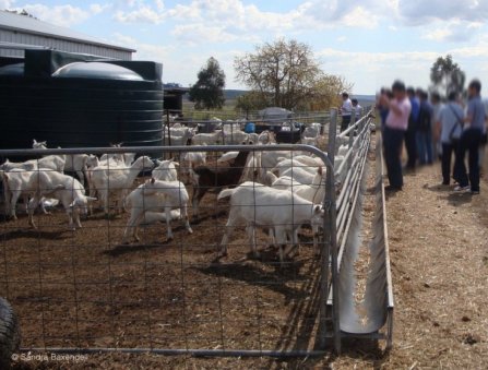 Figure 1. Fence-line feeder in a commercial goat dairy. Source: Dr Sandra Baxendell.