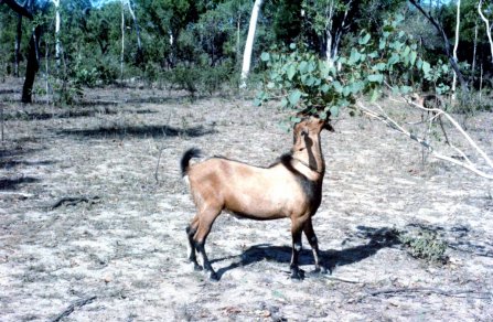 Figure 2: Anglo-nubian goat browsing on native shrubs in North Queensland. Source: Dr Sandra Baxendell.
