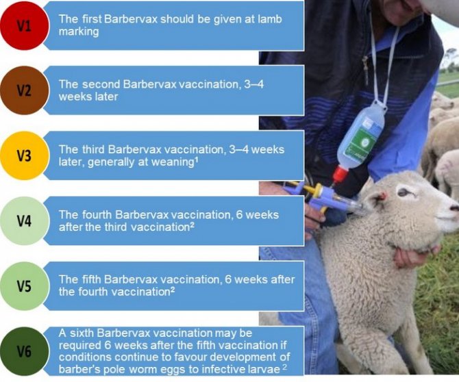 The Barbervax vaccine being administered to a lamb during field trials