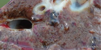 Adult liver fluke (marked x) on cut surface of liver. Source: Bruce Watt Central Tablelands LLS