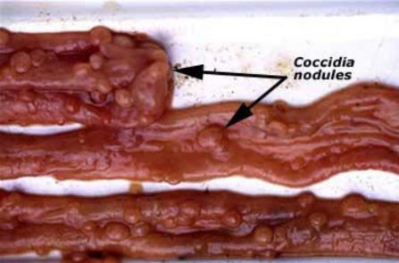 Image: Nodules from Coccidia in small instestine of sheep (Source: Dr R Woodgate, Department of Agriculture & Food WA)
