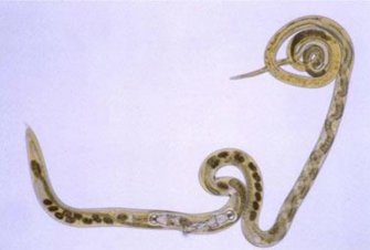 Image: Black scour worm (Source: Professor Nick Sangster, University of Sydney)