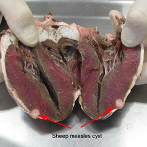 Degenerated sheep measles cyst in sheep heart.  Source: David Jenkins