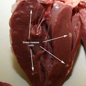 Viable sheep measles cysts in sheep heart. Source: David Jenkins